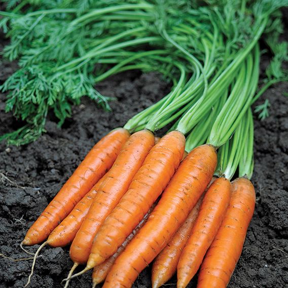 Carrot F1 'Maestro' - Seeds