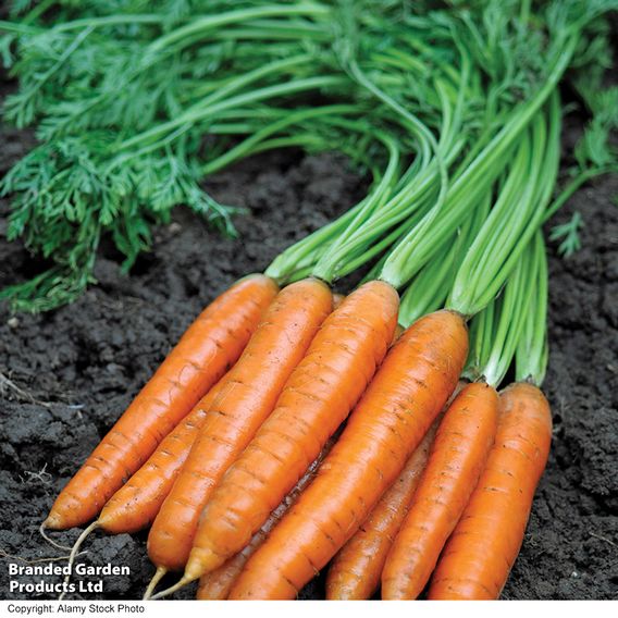 Carrot F1 'Maestro' - Seeds