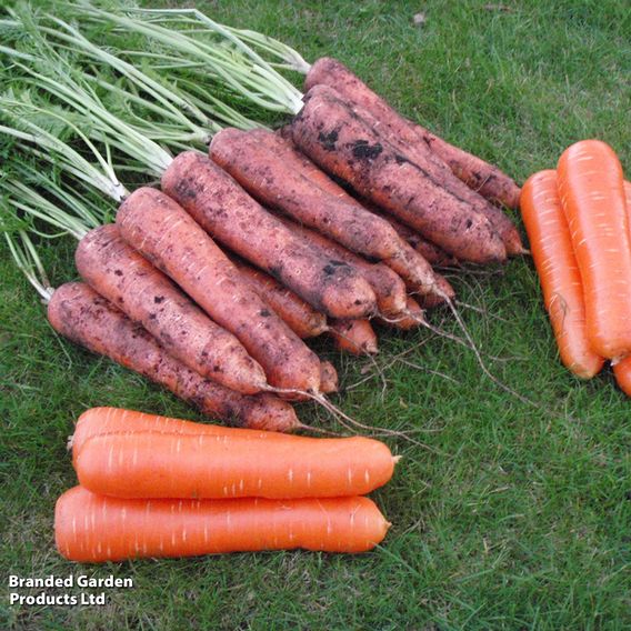 Carrot F1 'Maestro' - Seeds