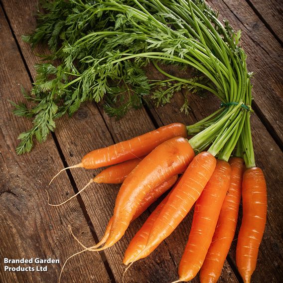 Carrot Early 'Nantes 2' (Early maturing) - Organic Seeds