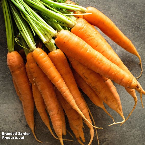 Carrot Early 'Nantes 2' (Early maturing) - Organic Seeds