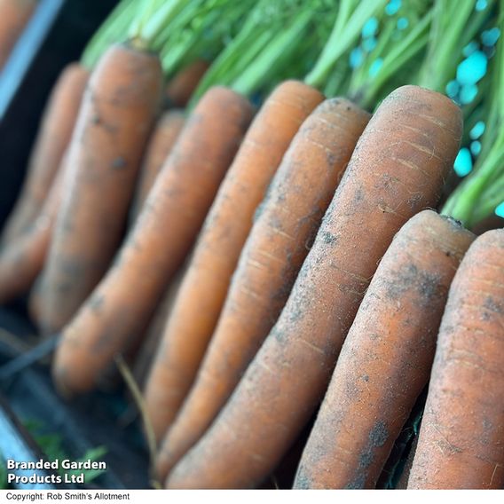 Carrot 'Narvik' F1 - Seeds