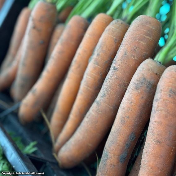 Carrot 'Narvik' F1 - Seeds