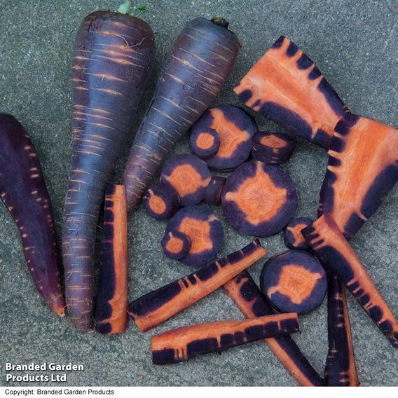 Carrot F1 'Purple Haze' - Seeds