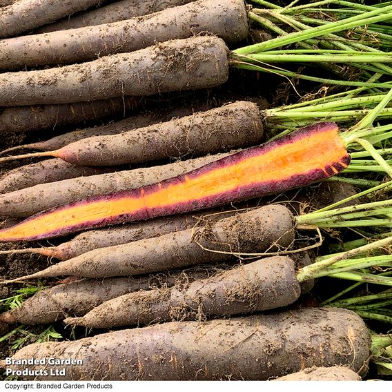 Carrot F1 'Purple Haze' - Seeds