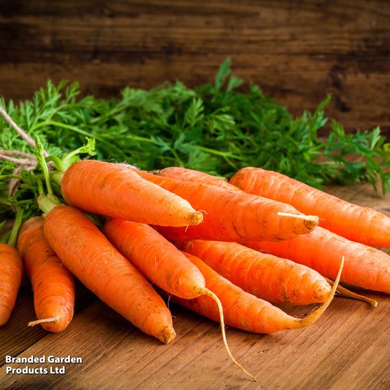 Carrot F1 'Resistafly' - Seeds