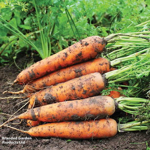 Carrot F1 'Resistafly' - Seeds