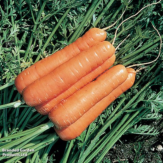 Carrot F1 'Resistafly' - Seeds