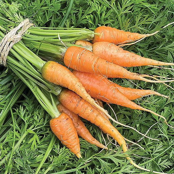 Carrot 'Burpees Short N Sweet' - Seeds