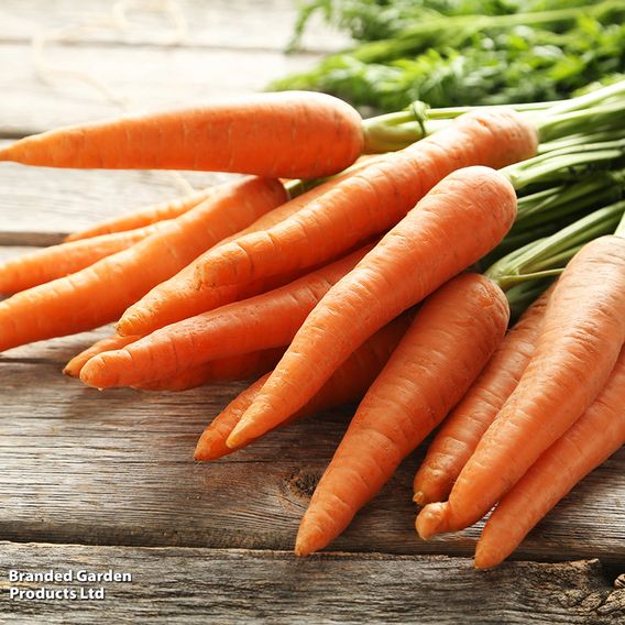 Carrot 'St. Valery' - Seeds