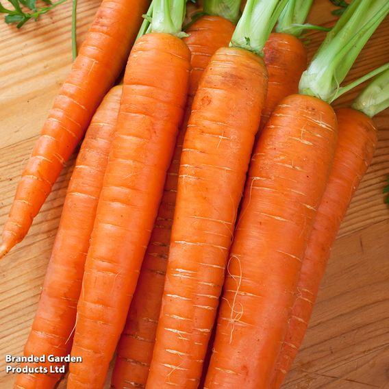 Carrot 'St. Valery' - Seeds