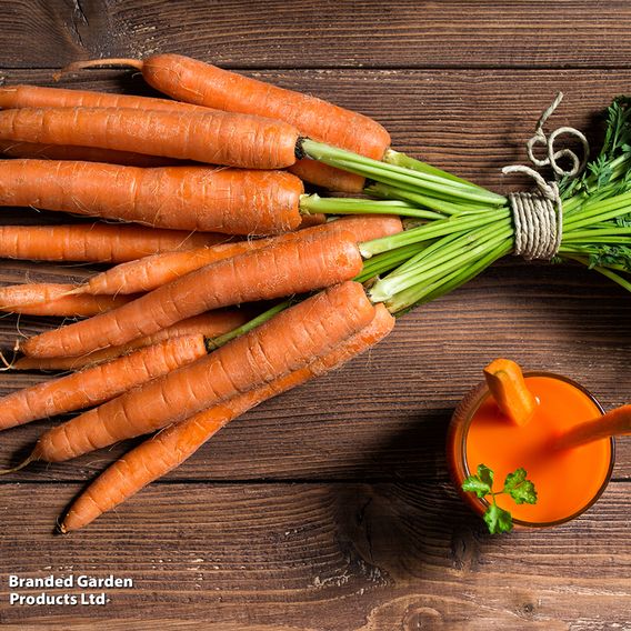 Carrot 'St. Valery' - Seeds