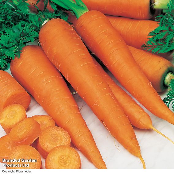 Carrot 'St. Valery' - Seeds