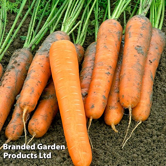 Carrot Volcano F1 (Late Maincrop) Seeds