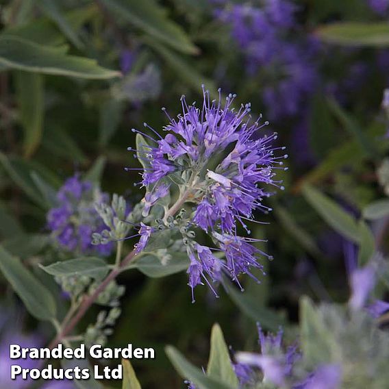 Caryopteris x clandonensis 'Ferndown'