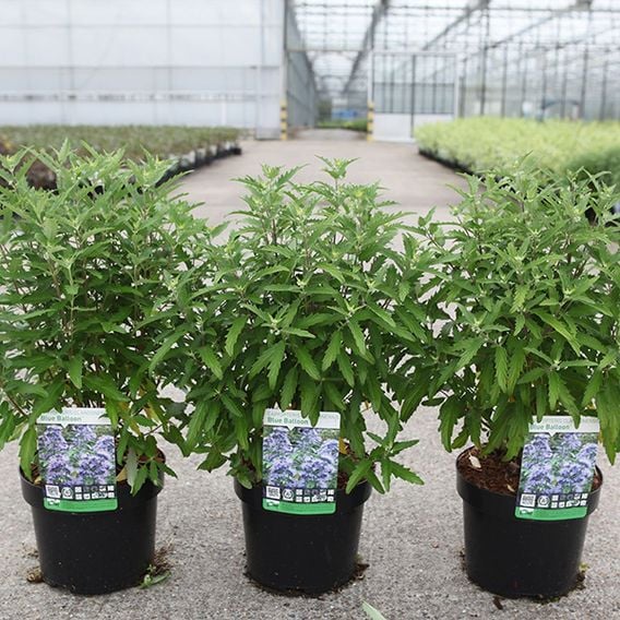 Caryopteris x clandonensis 'Blue Balloon®'