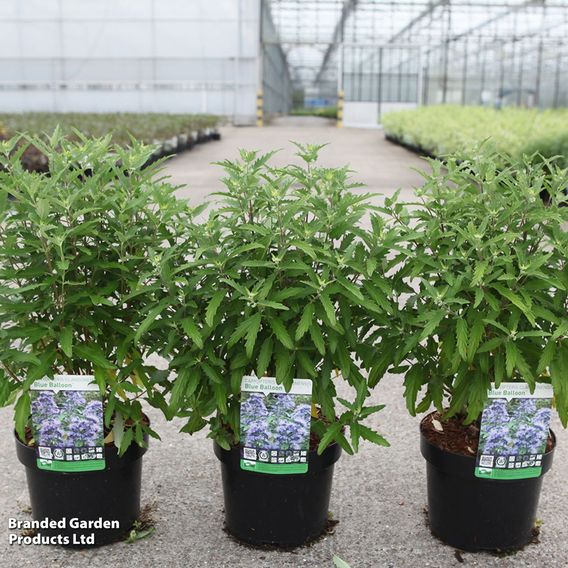 Caryopteris x clandonensis 'Blue Balloon®'