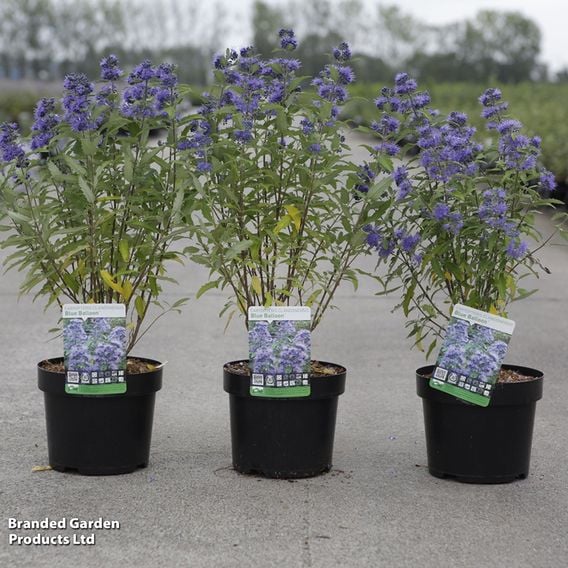 Caryopteris x clandonensis 'Blue Balloon®'