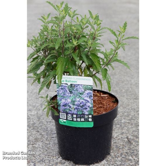 Caryopteris x clandonensis 'Blue Balloon®'