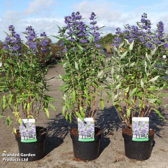 Caryopteris x clandonensis 'Blue Balloon®'