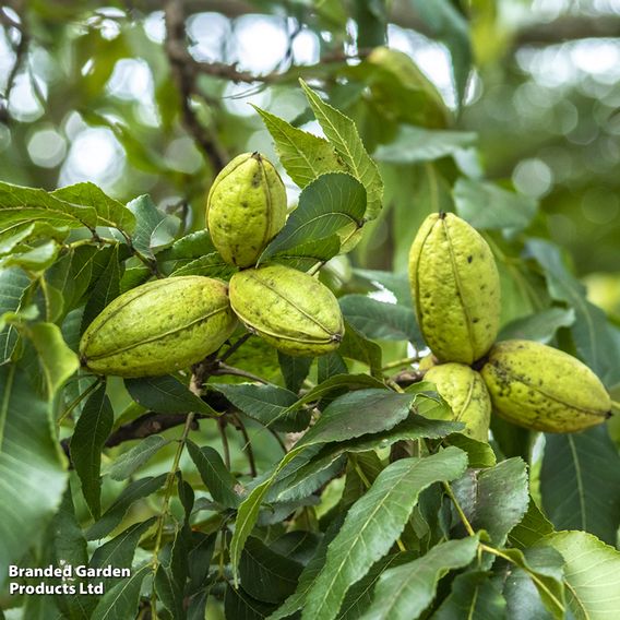 Pecan
