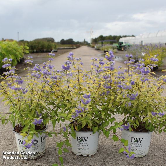 Caryopteris incana 'Sunny Blue'