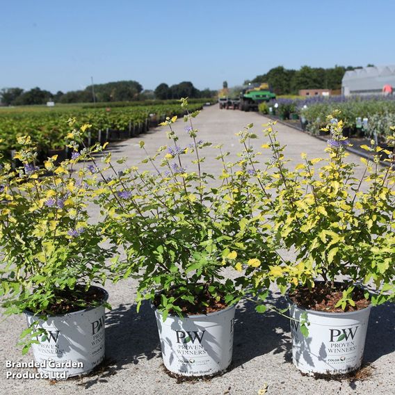 Caryopteris incana 'Sunny Blue'
