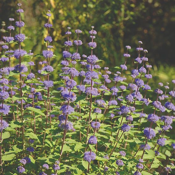 Caryopteris x clandonensis 'Kew Blue'