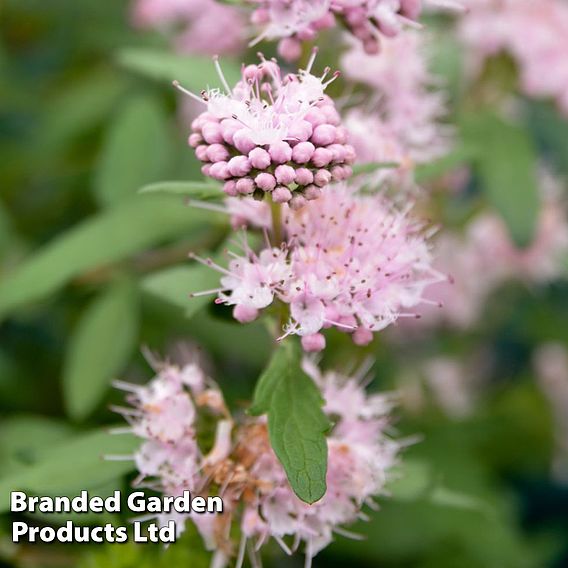 Caryopteris clandonensis 'Pink Perfection'