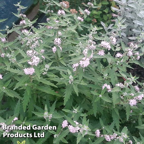 Caryopteris clandonensis 'Pink Perfection'