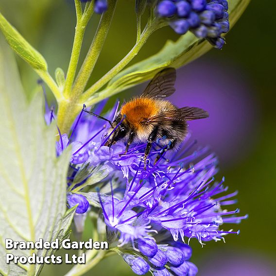 Caryopteris 'Sapphire Dream'
