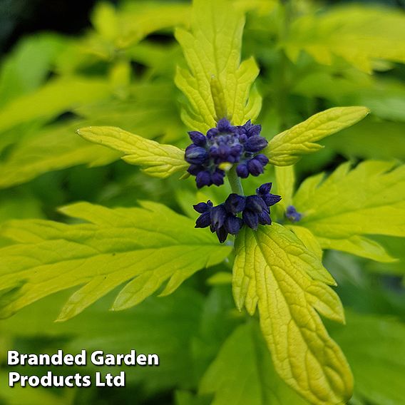 Caryopteris 'Sapphire Dream'