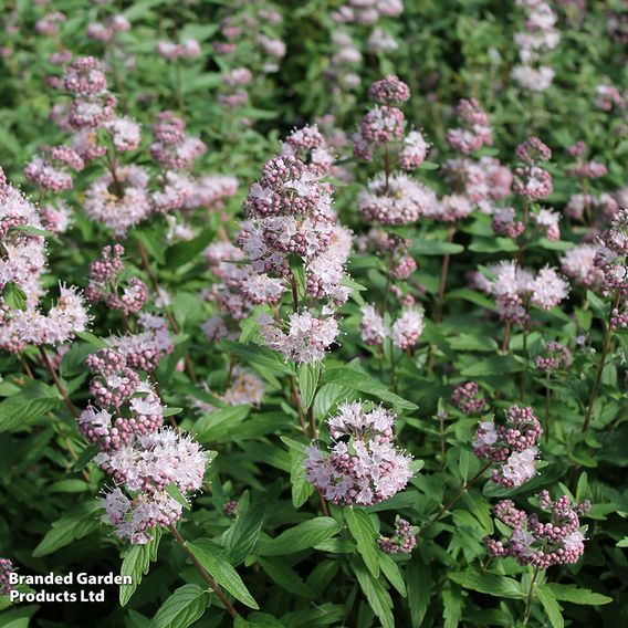 Caryopteris x clandonensis 'Stephi'