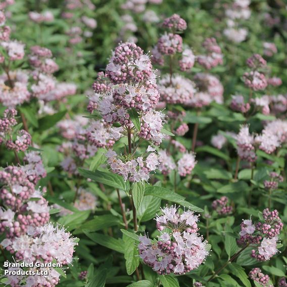 Caryopteris x clandonensis 'Stephi'