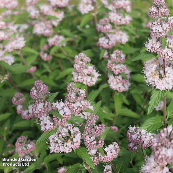 Caryopteris x clandonensis 'Stephi'