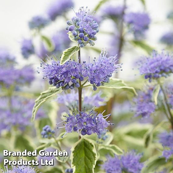 Caryopteris x clandonensis 'White Surprise'