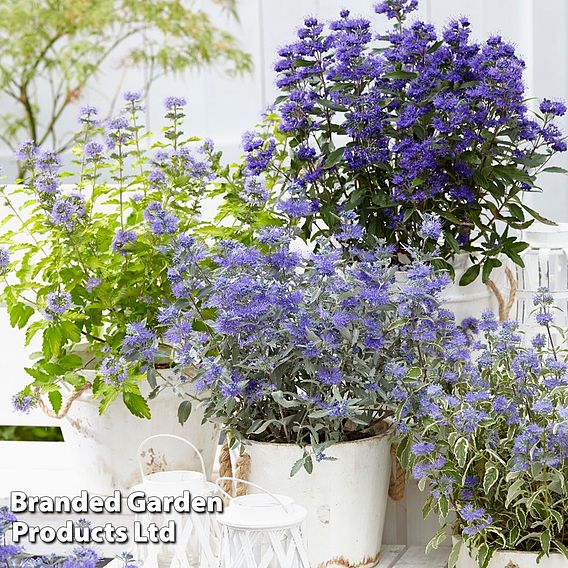 Caryopteris x clandonensis 'White Surprise'