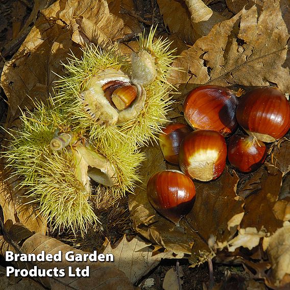 Sweet Chestnut (Hedging)