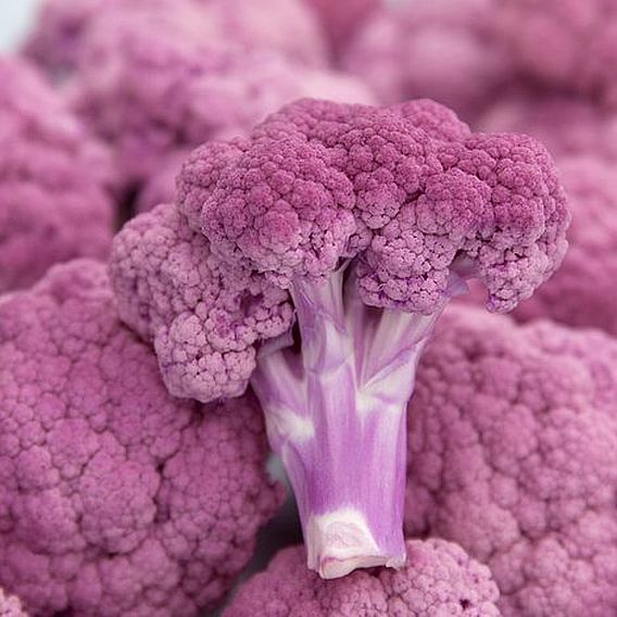 Cauliflower 'Depurple'