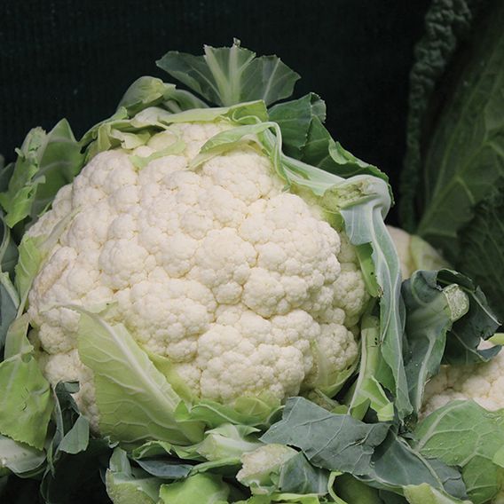 Cauliflower 'All The Year Round' - Seeds