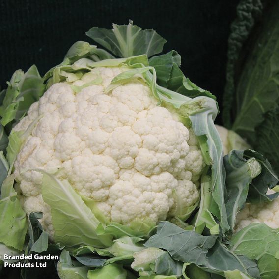 Cauliflower 'All The Year Round' - Seeds