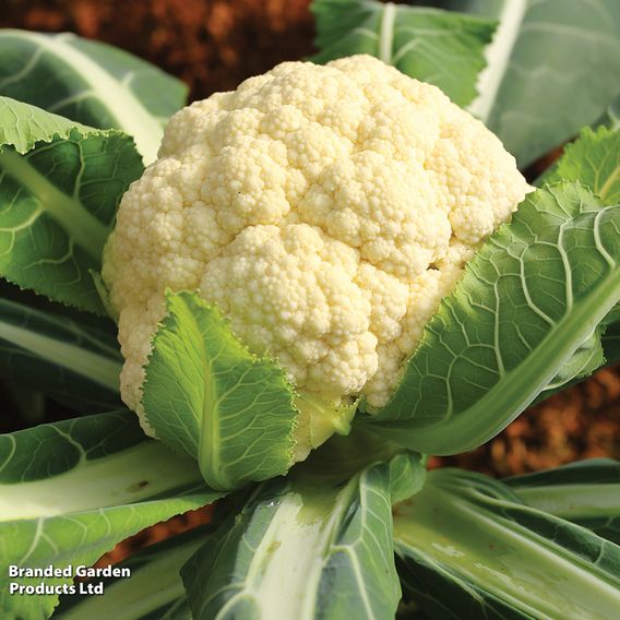 Cauliflower 'All The Year Round' - Seeds