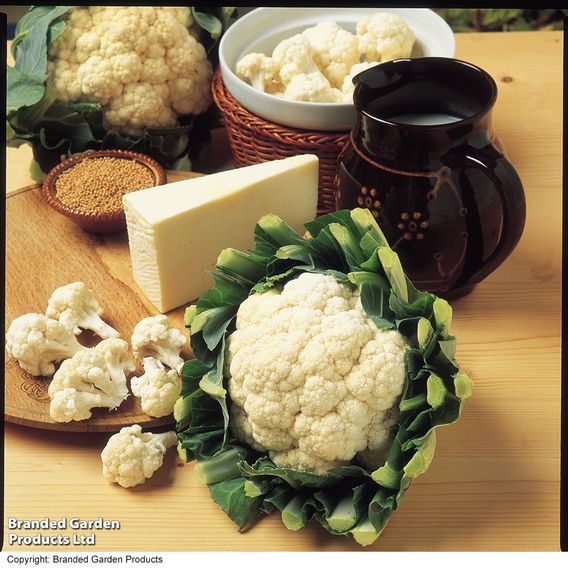 Cauliflower 'All The Year Round' - Seeds