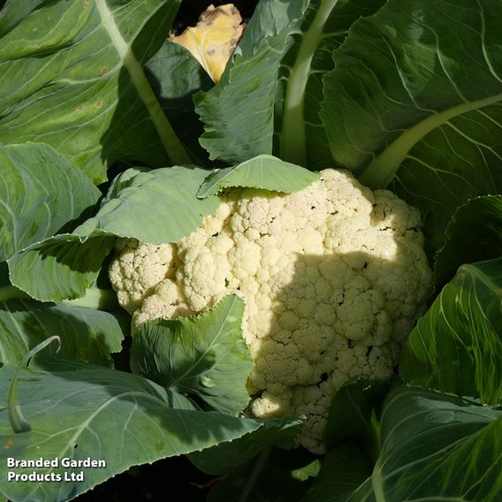 Cauliflower 'All The Year Round' - Seeds