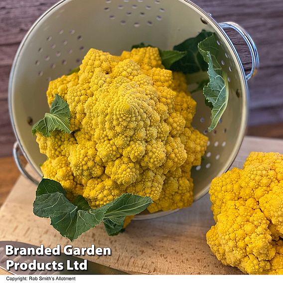 Cauliflower (Amoresco) 'Amo 125' F1 Seeds