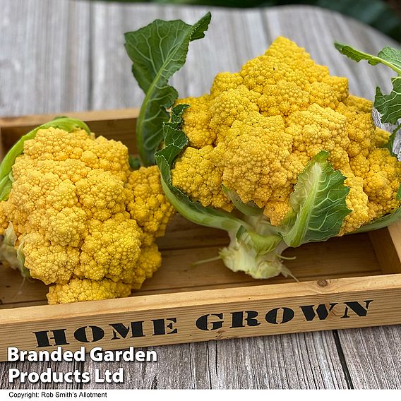 Cauliflower (Amoresco) 'Amo 125' F1 Seeds