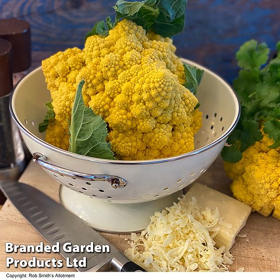 Cauliflower (Amoresco) 'Amo 125' F1 Seeds