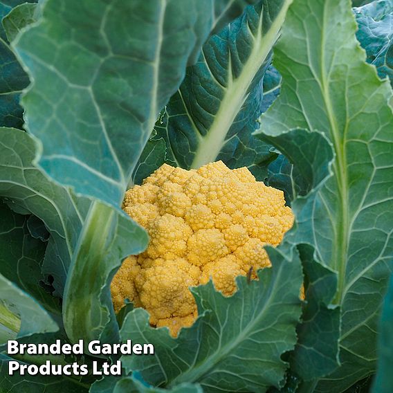 Cauliflower (Amoresco) 'Amo 125' F1 Seeds