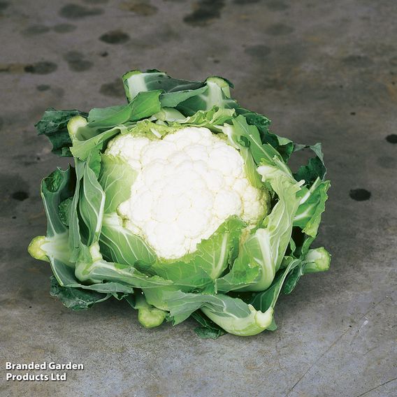 Cauliflower F1 'Clapton' - Seeds