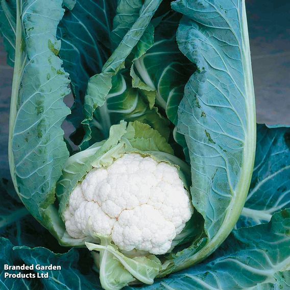Cauliflower F1 'Clapton' - Seeds